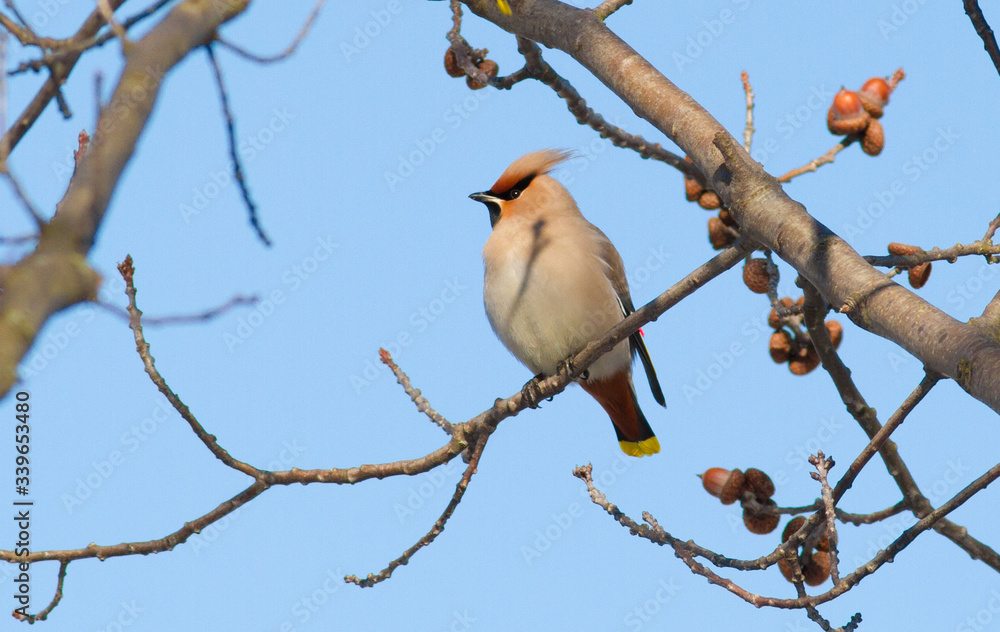 Waxbird, Bombycilla garrulus. Winter sunny morning, a bird sits on a tree branch Waxbird, Bombycilla garrulus. Winter sunny morning, a bird sits on a tree branch