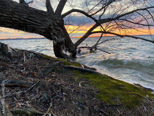 hanging tree icicles spring lake sunset ducks