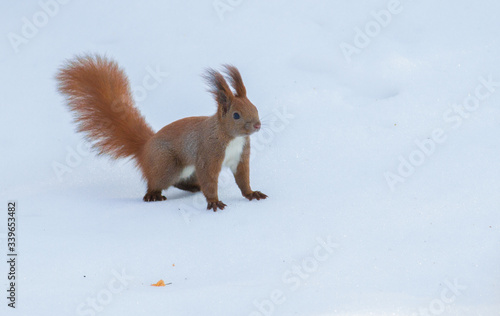 Konstfotografi Sciurus vulgaris