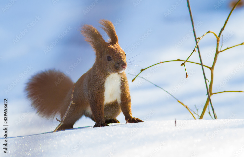 Sciurus vulgaris. Winter sunny morning, fresh snow fell, red squirrel runs around looking for nuts Sciurus vulgaris. Winter sunny morning, fresh snow fell, red squirrel runs around looking for nuts
