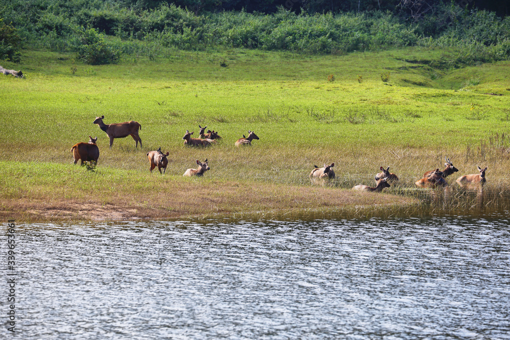 Group of Sambar Deers grazing in Periyar national park, Kerala, South India