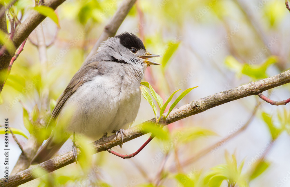 Obraz premium Blackcap, Sylvia atricapilla. Morning in the forest, a male bird sits on a tree branch and sings. It differs from the female in a black cap on his head