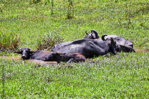 Buffalos relaxes in the mud in Periyar national park, Kerala, India