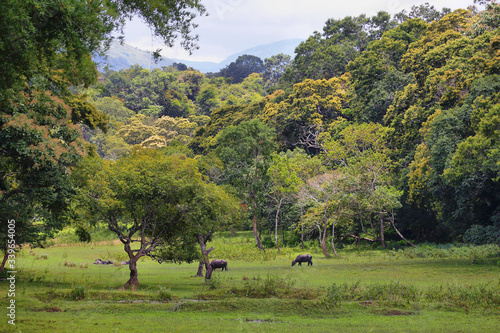 Water buffalos in the forest inside Periyar national park, India