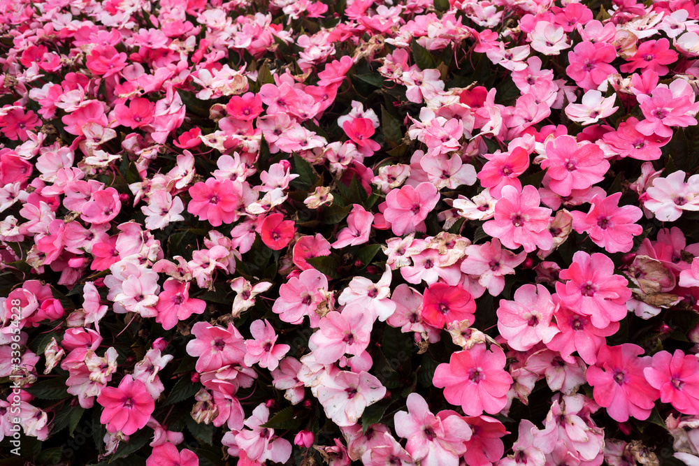 nice group of pink flowers