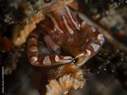 Haig`s Porcelain Crab, Porzellankrabbe auf Seefeder (Porcellanella haigae) photo
