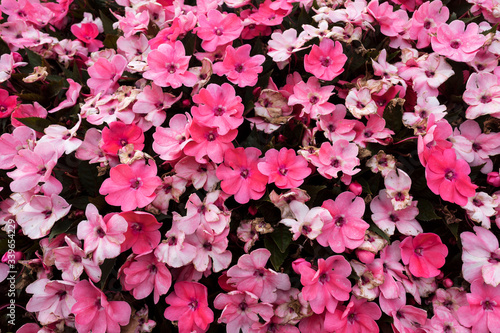 nice group of pink flowers © carlosmoyo