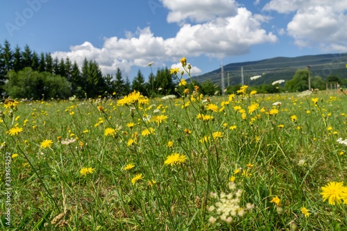 Colorful meadow flowers in grass in nature or in the garden. Slovakia
