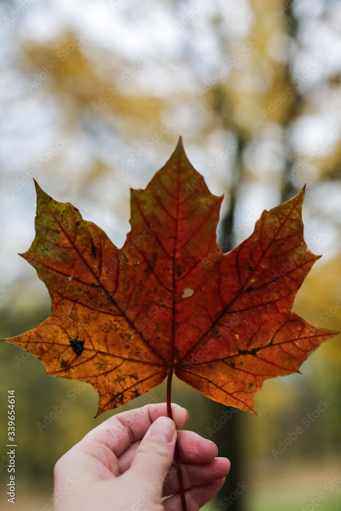 hand holding autumn leaf