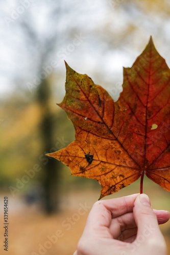 hand holding maple leaf