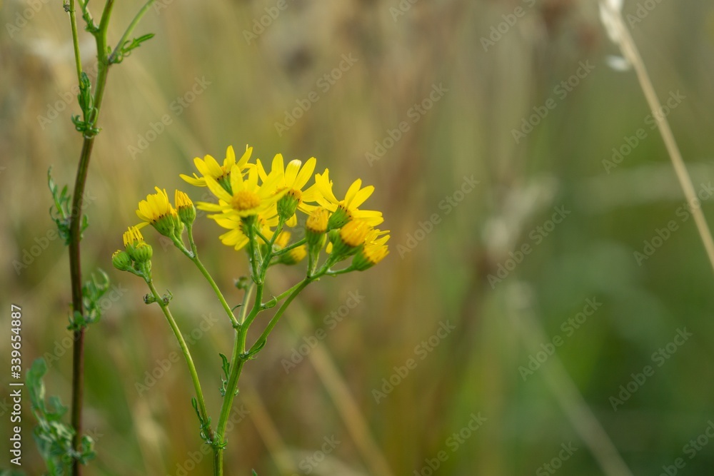 Obraz premium Colorful meadow flowers in grass in nature or in the garden. Slovakia