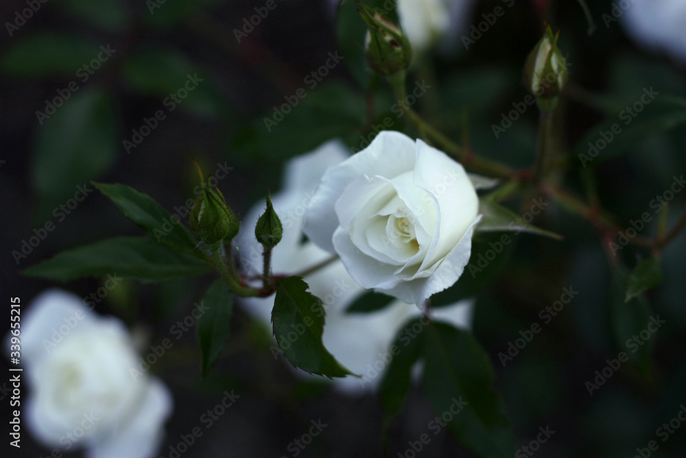 White rose flower bloom in summer in the garden roses. White rose flower bloom in summer in the garden roses.
