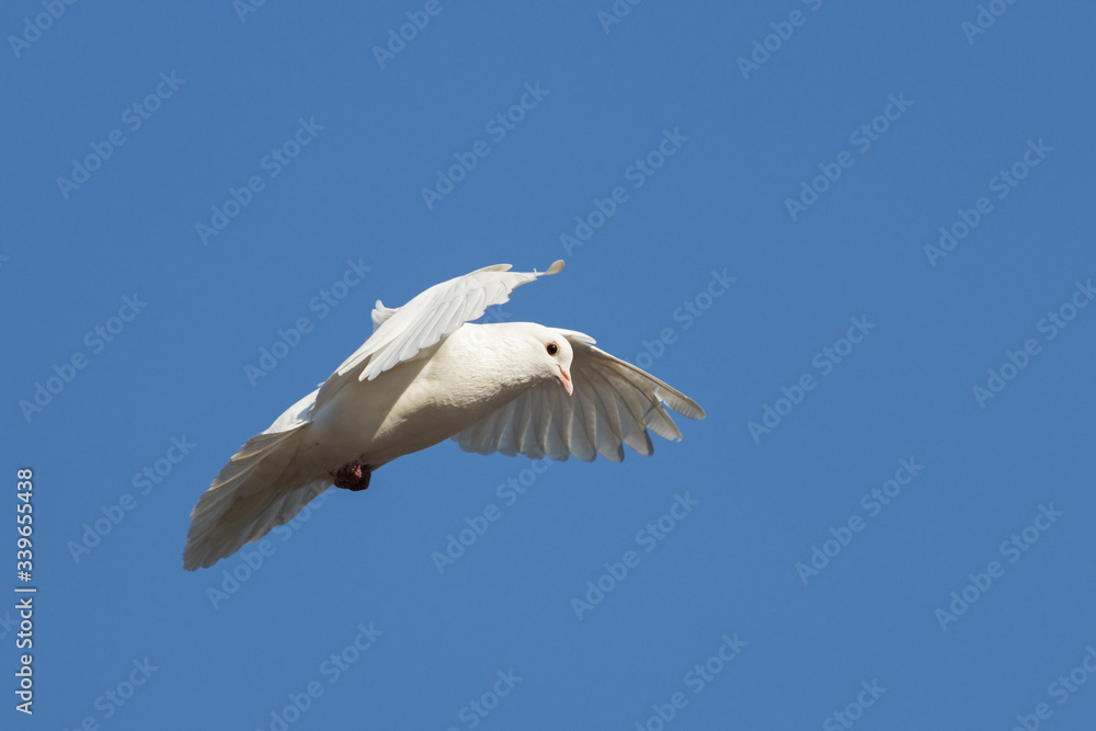 white dove flies through the blue sky white dove flies through the blue sky