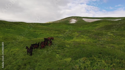 Top view drone flight over big grass field during a sunset, herd of wild horses.