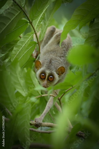 Fotografía Slender loris