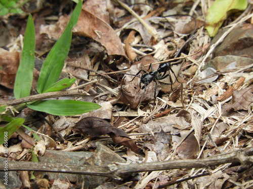 Camponotus. Hormiga carpintera en la selva de Misiones, Argentina