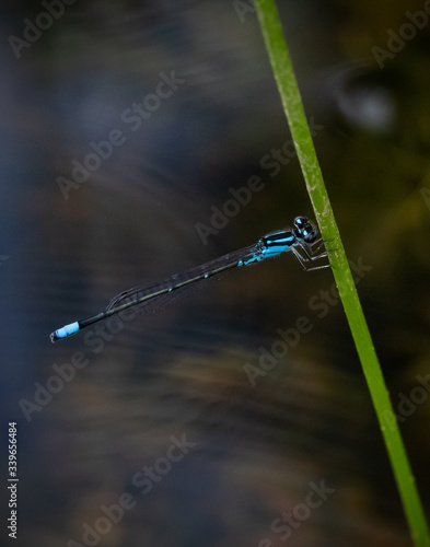 An azure bluet dragonfly clings to a reed next to Scotts Run Lake