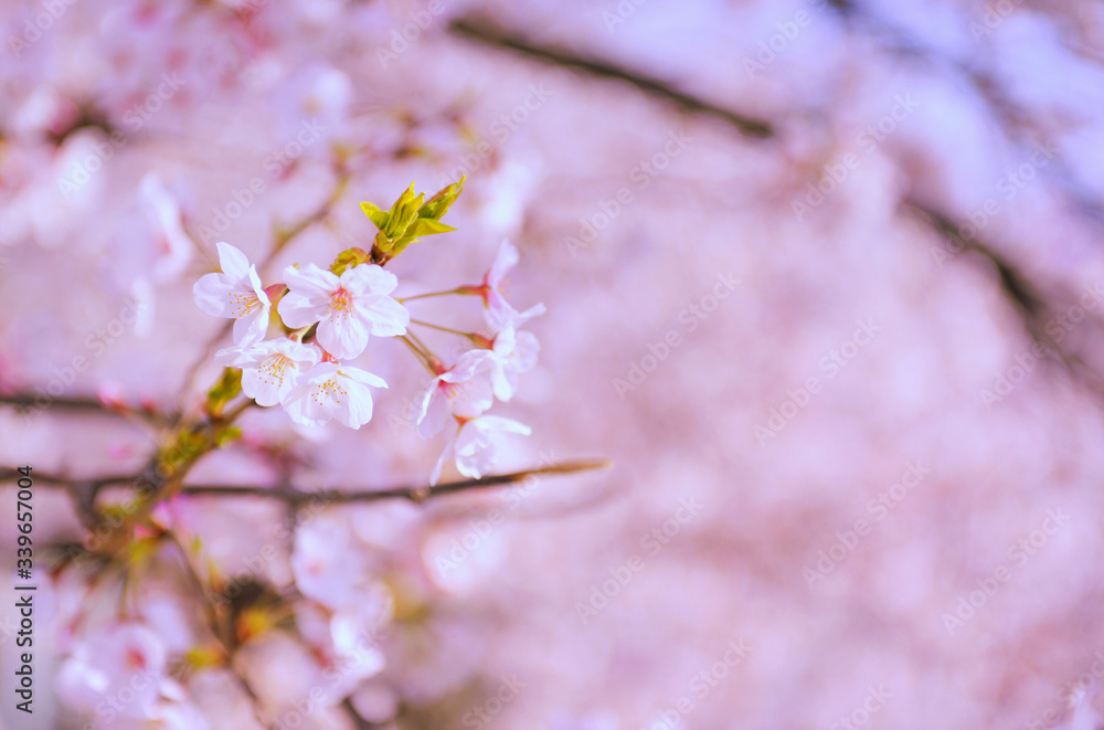 Pink sakura flowers,Cherry blossoms pink,Sakura Cherry blossoming alley. Wonderful scenic park with rows of blooming cherry sakura trees and green lawn in spring,