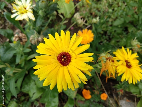 Colorful meadow flowers in grass in nature or in the garden. Slovakia