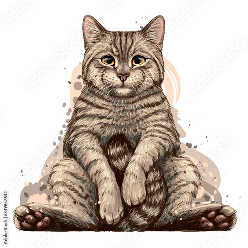 Cat. Sticker for walls. Hand-drawn, sketch, artistic portrait of a sitting cat on a white background.