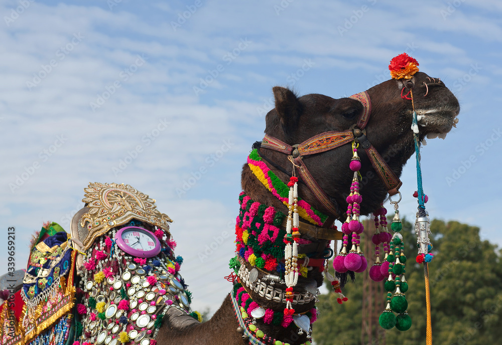 Beautiful decorated Camel close up on Bikaner Camel Festival in Rajasthan, India