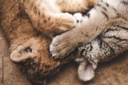 Double facespalm. Tiger cub and lion cub play with each other, lying on the floor.