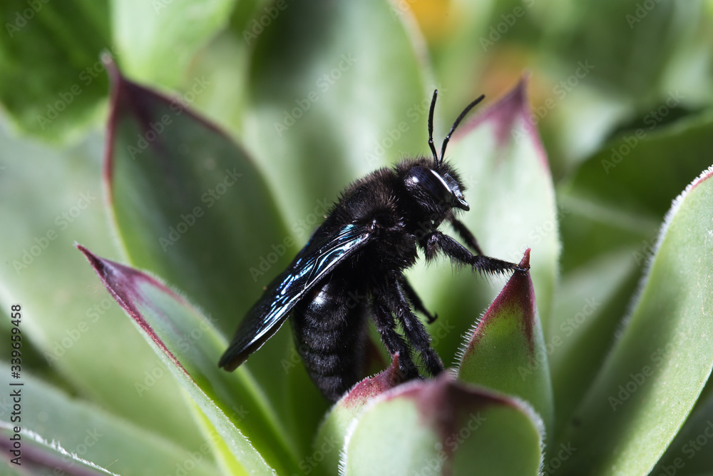 Violet carpenter bee, Xylocopa violacea on the plant