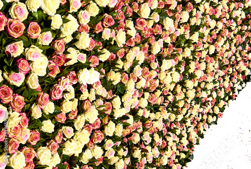 Fototapeta Naklejka Na Ścianę i Meble -  Flower wall, lots of roses