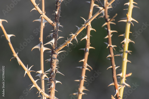 Spikes and thorns on the bush of wild rose. Close up photo. Dry branches of a bush or tree.