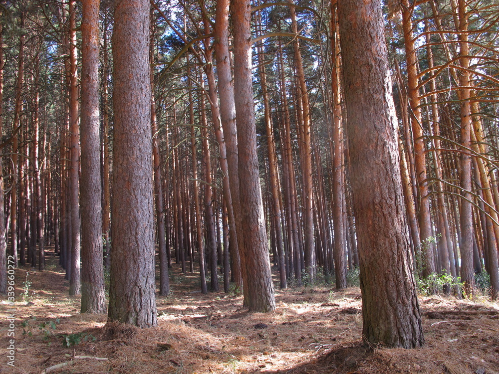 Pinares Pinares