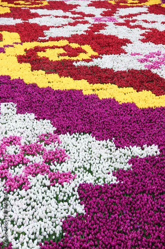 Textura de tulipanes en colores