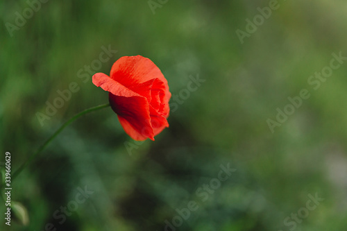 poppy flower on green blurred background