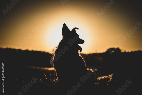 silhouette of a dog © Bartłomiej Kosmatko