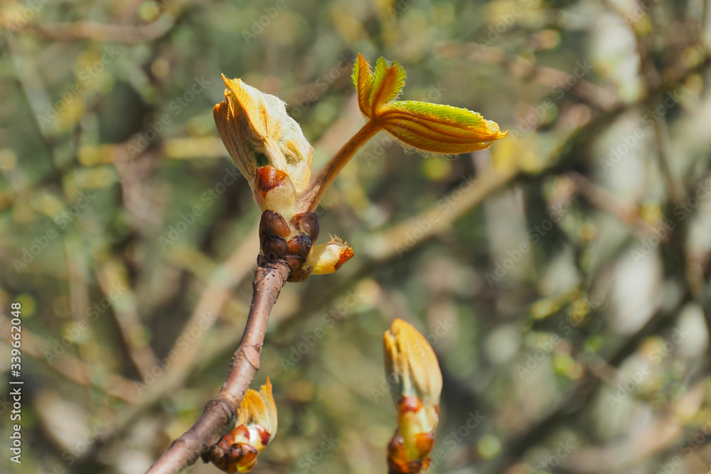 The birth of new chestnut leaves. The birth of new chestnut leaves.
