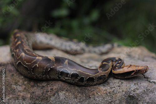 Blood Python (Python curtis ) commonly known as short-tailed python, a nonvenomous snake.