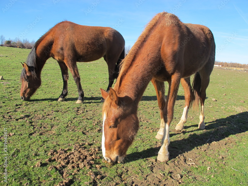 Fototapeta premium caballos