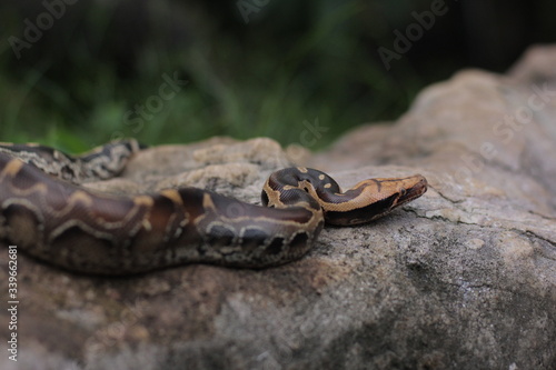 Blood Python (Python curtis ) commonly known as short-tailed python, a nonvenomous snake.