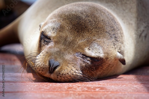 A cute cuddly Galapagos sea lion sleeping on the floor