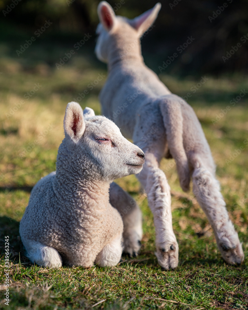 Naklejka premium Cute lambs in spring