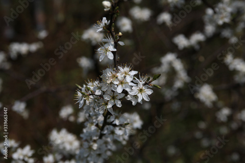 Obst Baum in der Blüte im Frühling © klaus