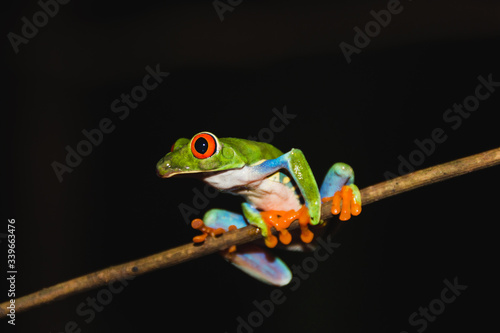 Red-eyed tree frog (Agalychnis callidryas) also called Gaudy leaf frog is an arboreal hylid, native to Neotropical rainforests in Central America in Panama and Costa Rica