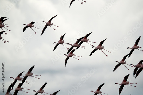 Sillehoutte of Lesser Flamingos photo