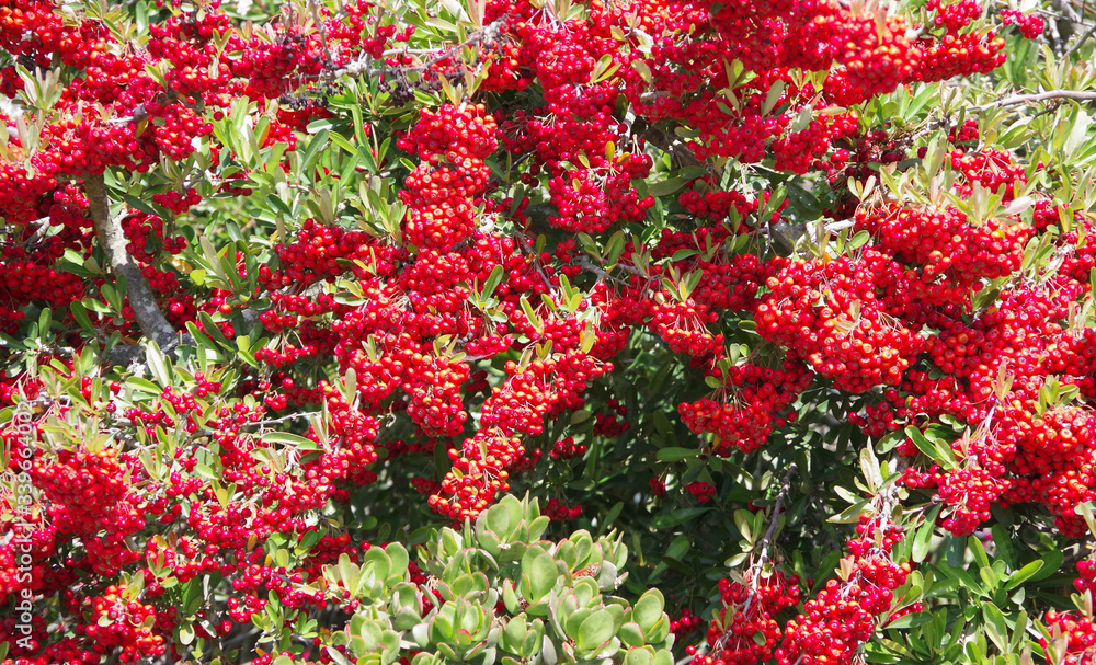 Close-up selective focus full frame view of ripe red mountain ash rowan berries on a shrub