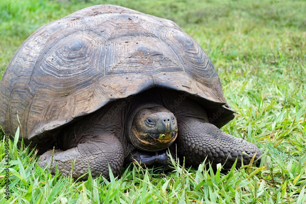 Full body picture of a Galapagos tortoise Stock Photo | Adobe Stock