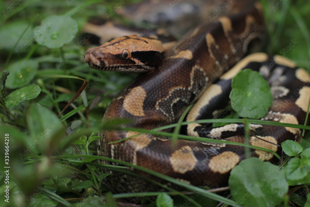 Blood Python (Python curtis ) commonly known as short-tailed python, a nonvenomous snake. Blood Python (Python curtis ) commonly known as short-tailed python, a nonvenomous snake.