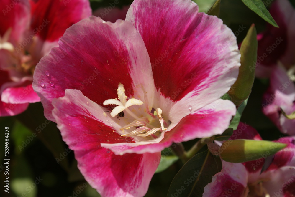 Fototapeta premium pink orchid flower