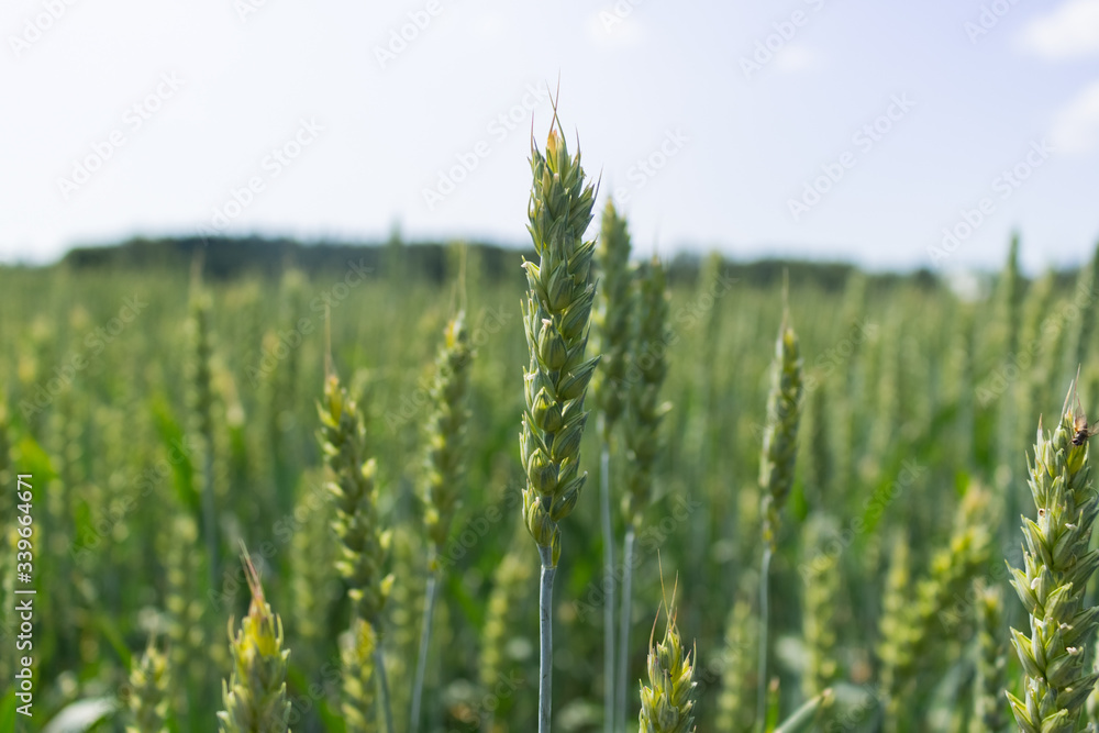 Fototapeta premium Unripe wheat field, green wheat ear, agriculture, summer day