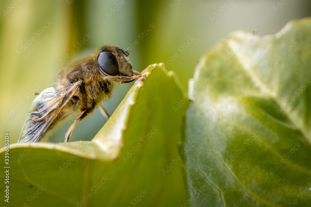 Fototapeta premium close-up of a honeybee resting on a green leaf