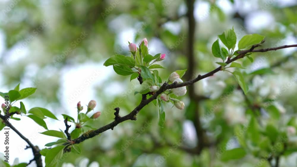 Cherry and apple tree blossom close up. Selective focus and copy space. Spring sakura blossoms. Pink cherry blossom twig close up over blue bokeh background. Spring trees blossom. Wedding theme. Cherry and apple tree blossom close up. Selective focus and copy space. Spring sakura blossoms. Pink cherry blossom twig close up over blue bokeh background. Spring trees blossom. Wedding theme.