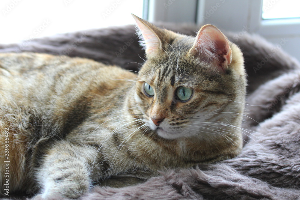 Cute fluffy cat with green eyes lies on a soft blanket on a windowsill.
